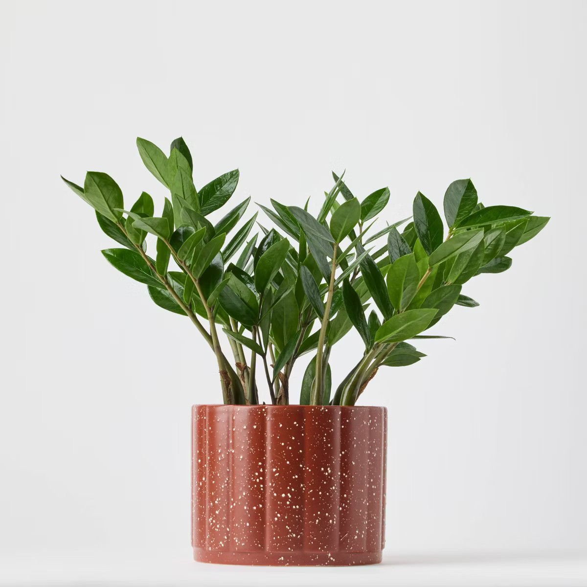 Holiday Evergreen Winter Live Plant(It May Vary) - Good Little Garden™ | Target