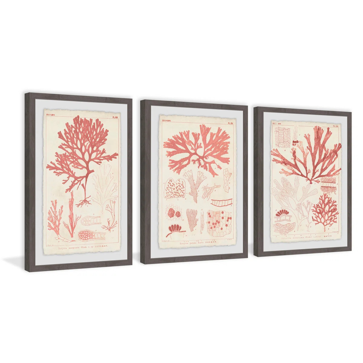 " Antique Coral Seaweed II Triptych " 3 - Pieces | Wayfair North America