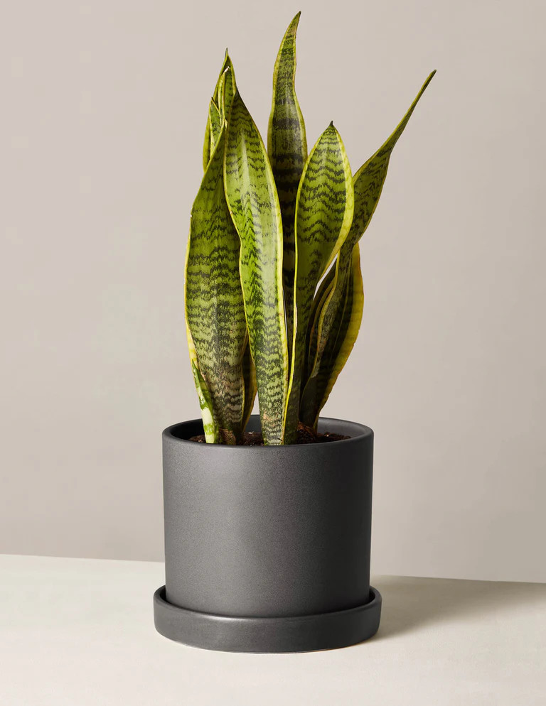 Snake Plant Laurentii | The Sill