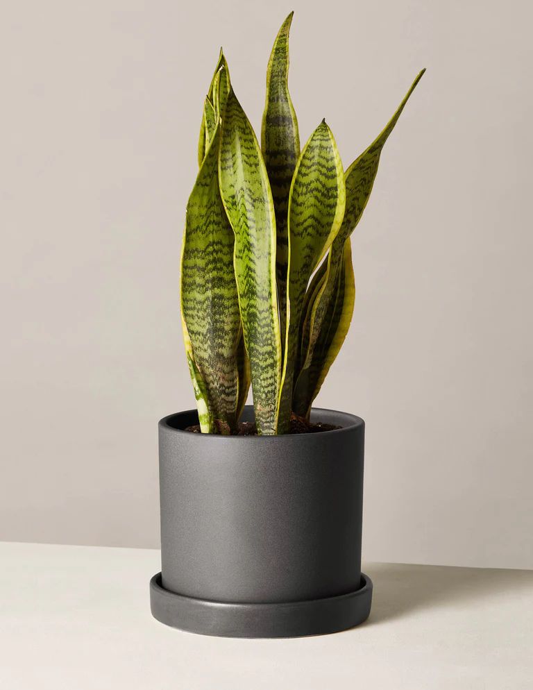 Snake Plant Laurentii | The Sill