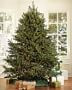 Live Blue Ridge Mountain Christmas Tree, 3'-9' | Williams-Sonoma
