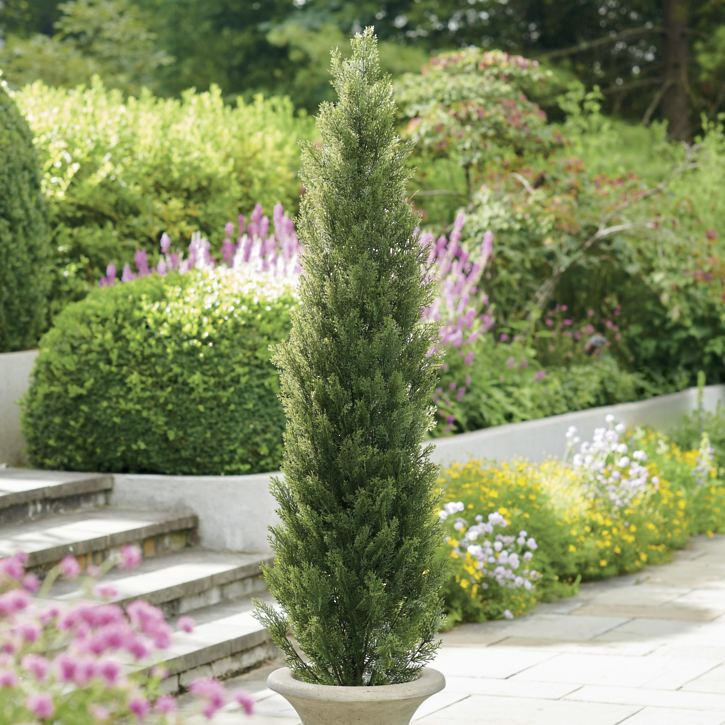 Cedar Pine Tree | Grandin Road | Grandin Road