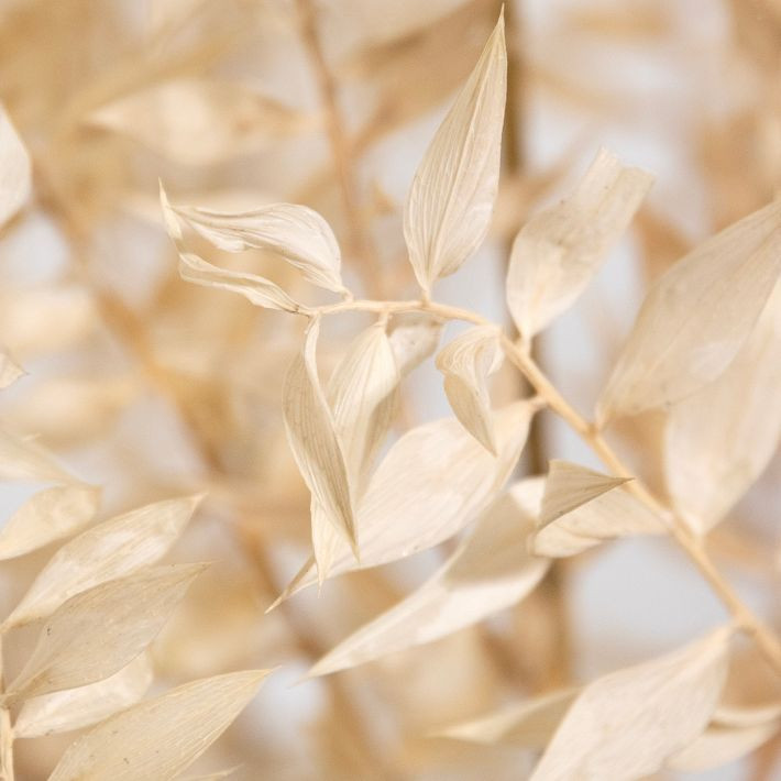 Dried Ivory Ruscus Branch | West Elm (US)