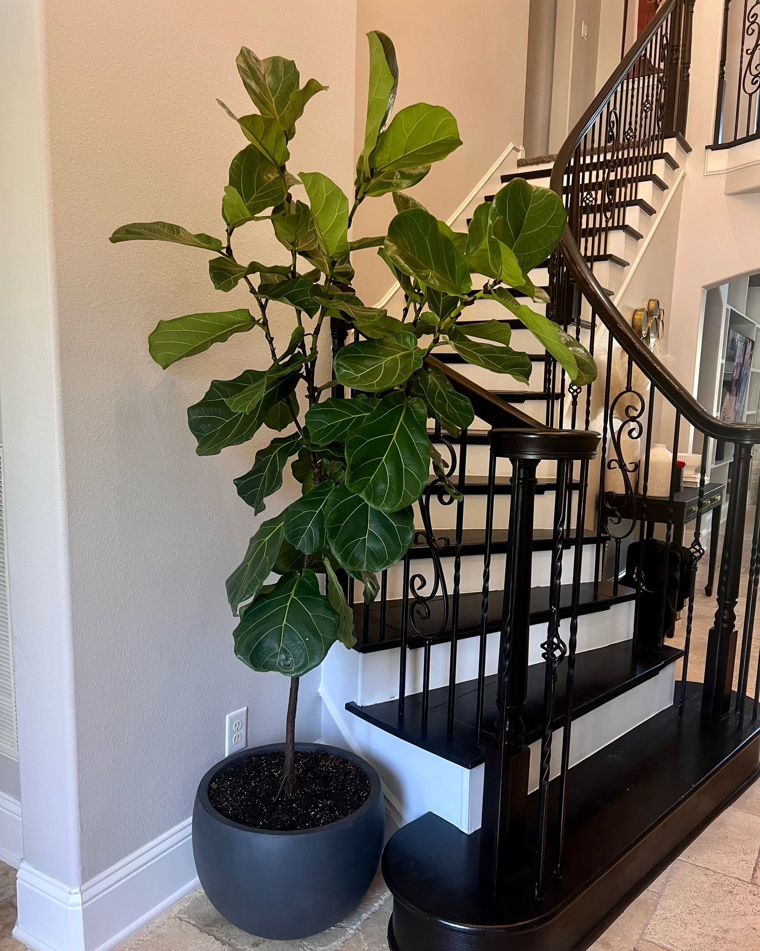 Kante planter 

#LTKunder100 #LTKxNSale #LTKFind