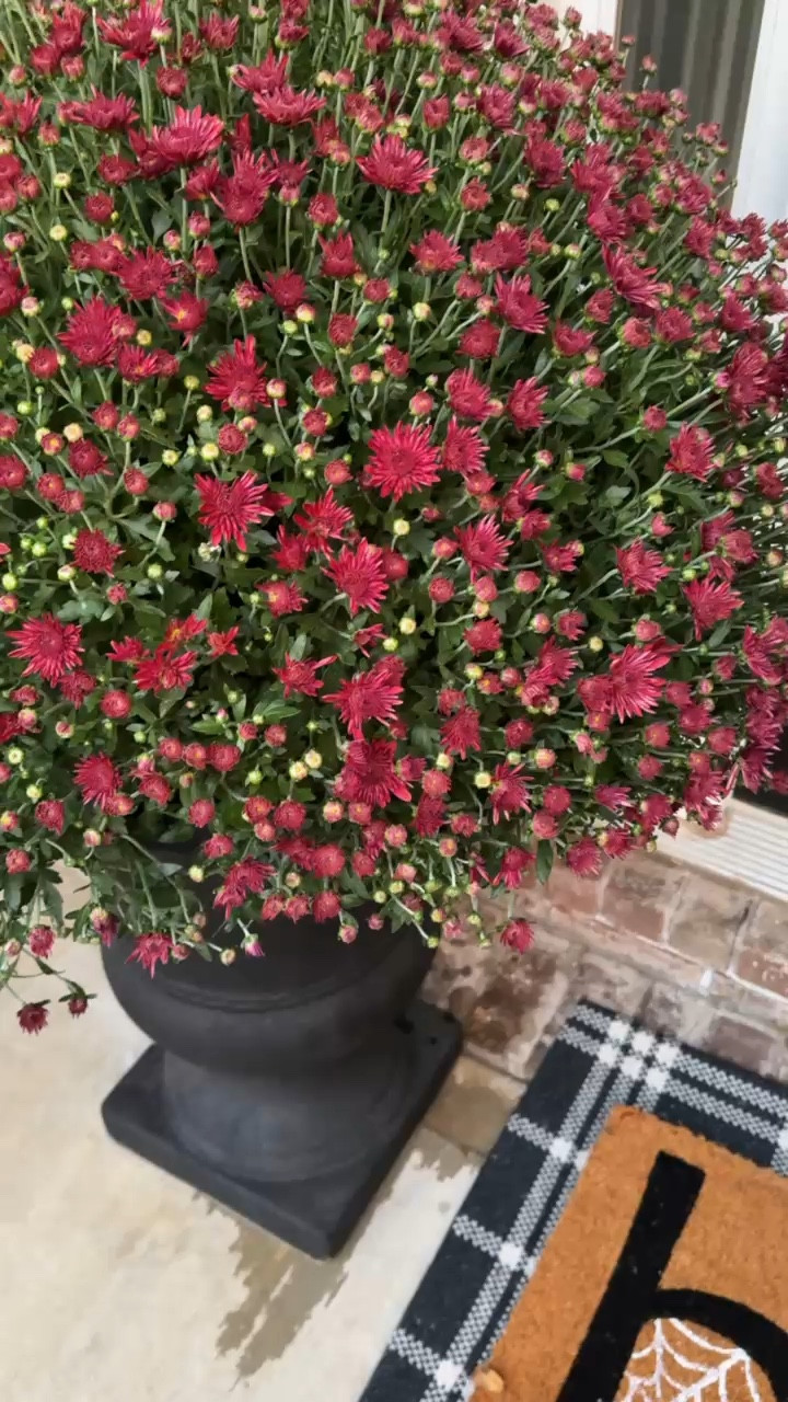 My front porch is coming together for fall with the addition of barely blooming red mums that I hope will last for the season. They pair perfectly with my Halloween doormat and plaid layering rug. home decor fall decor front porch styling plant urn entryway decor 

#LTKSeasonal #LTKFindsUnder50 #LTKHome
