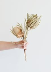 Pack of 2 - Dried Natural Banksia Protea | Afloral (US)