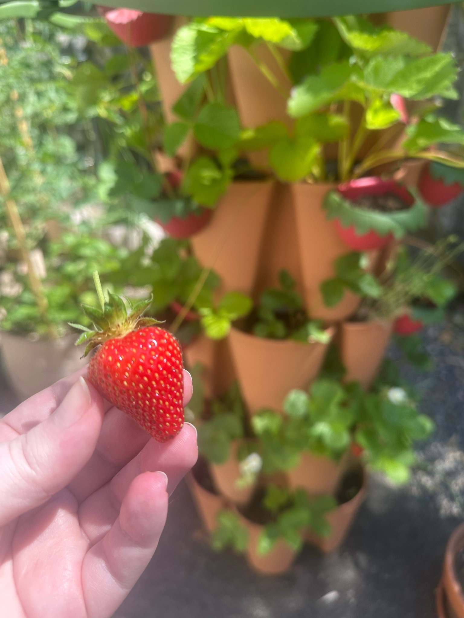 Growing our first strawberries in this vertical planter has been incredible!! The watering system makes it so easy, and our strawberries (and some other companion plants) are so happy. 

Definitely will be continuing to use this planter in our garden 🍓🫶🏻

#LTKHome #LTKfoodie #LTKdayinmylife