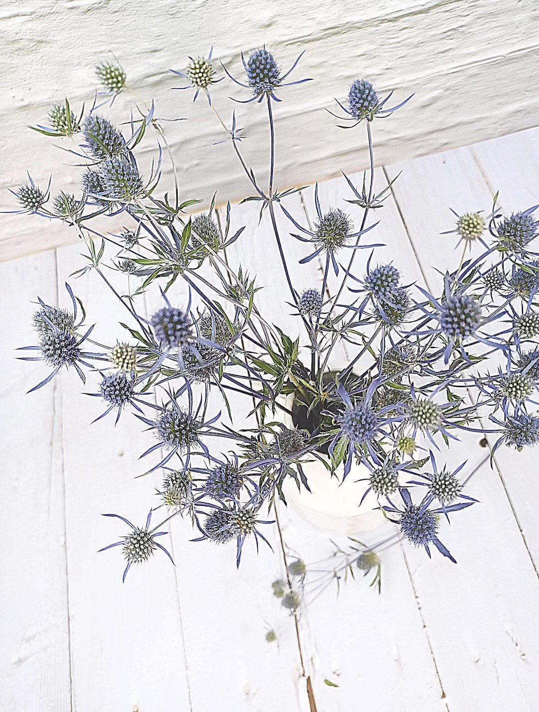 These dried blue eryngium stems are a beautiful, farm-grown supply for crafting and floral projects. Artisanal and thoughtfully grown on a Colorado flower farm, each stem is started from seed, hand-harvested at peak bloom, and carefully dried to preserve its bold color and texture. Each bunch includes 8 stems and is available in three size ranges, making them perfect for resin art, wreaths, arrangements, or detailed DIY creations that call for something truly special.

#LTKcrafts #DriedFlowers #Eryngium #BlueThistle #FloralSupplies #FarmGrown #DIYProjects #EtsyFinds #CreativeInspo

#LTKHome #LTKSeasonal #LTKWedding