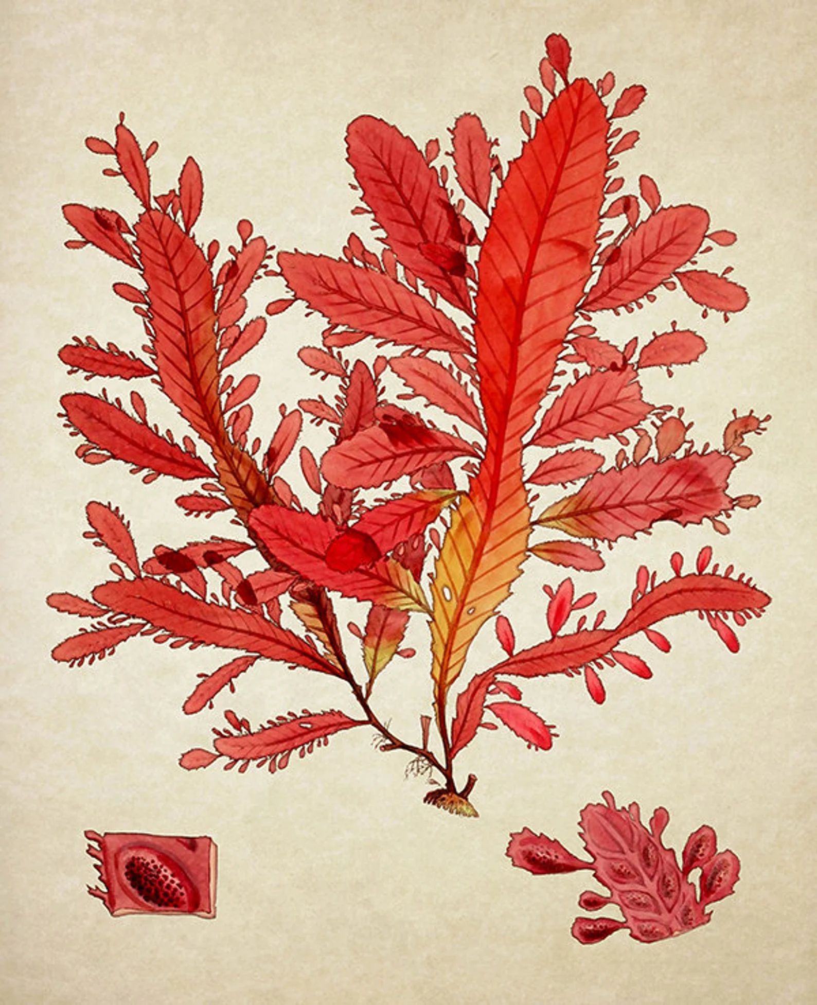Antique Botanical Wall Art Print Sea Weed Marine Plant Giclee Vintage Home Decor Natural History ... | Etsy (US)