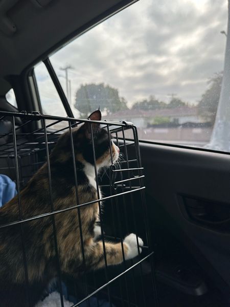 My cat cage is currently 15% off at @petco! I know it’s not ideal, but my cat & kitten both love to look out the window or be able to see me while driving, so the openness of this cage works as a cat carrier for me 🥰

#LTKFamily #LTKTravel #LTKSaleAlert