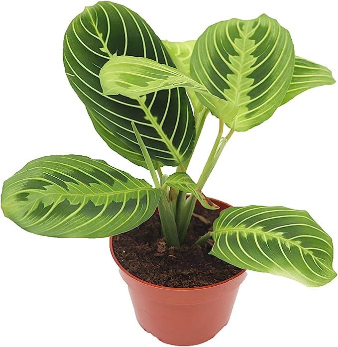 Lemon Lime Prayer Plant - Maranta - Rare Variety 4'' from California Tropicals | Amazon (US)