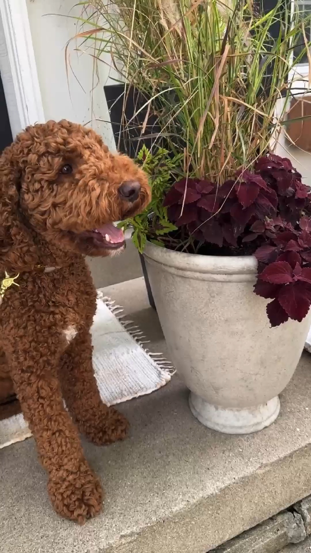 Archie helping me check our fall planters 🐾

#LTKHome #LTKFindsUnder50 #LTKVideo