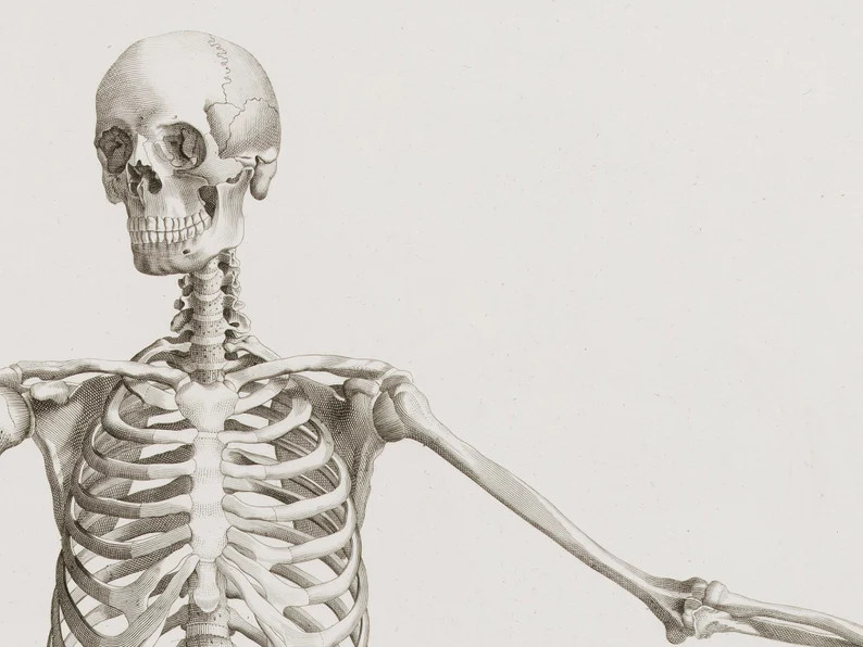 Samsung Frame TV Art, Vintage Anatomical Drawing, Frame TV Halloween Art, Neutral Halloween, Skul... | Etsy (US)