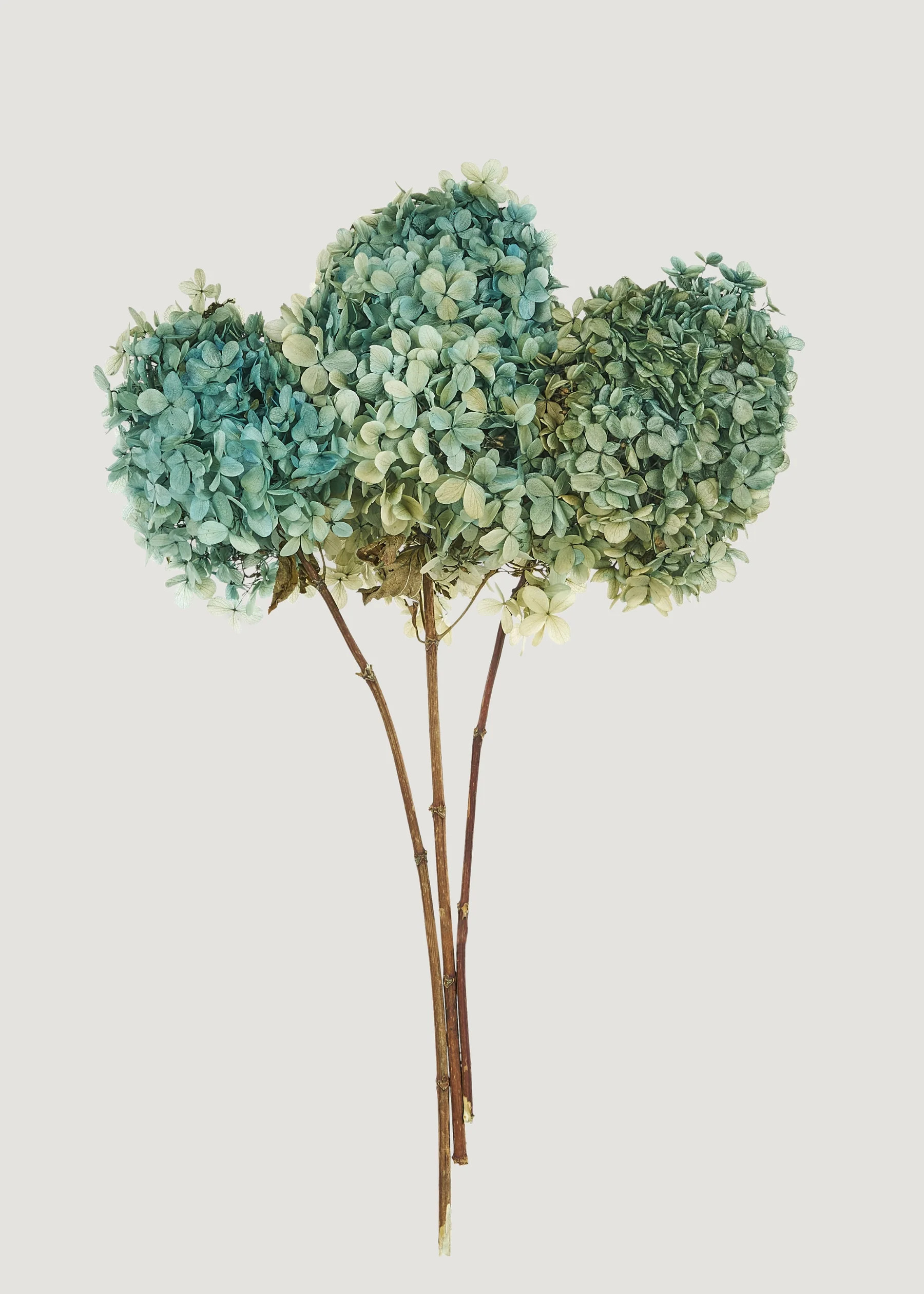 Blue Preserved Hydrangea Bundle | Dried Flowers | Afloral | Afloral