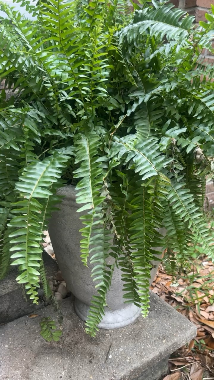 These Wal-Mart planters are AMAZING for the price!!!
..


#LTKFindsUnder50 #LTKHome #LTKSaleAlert