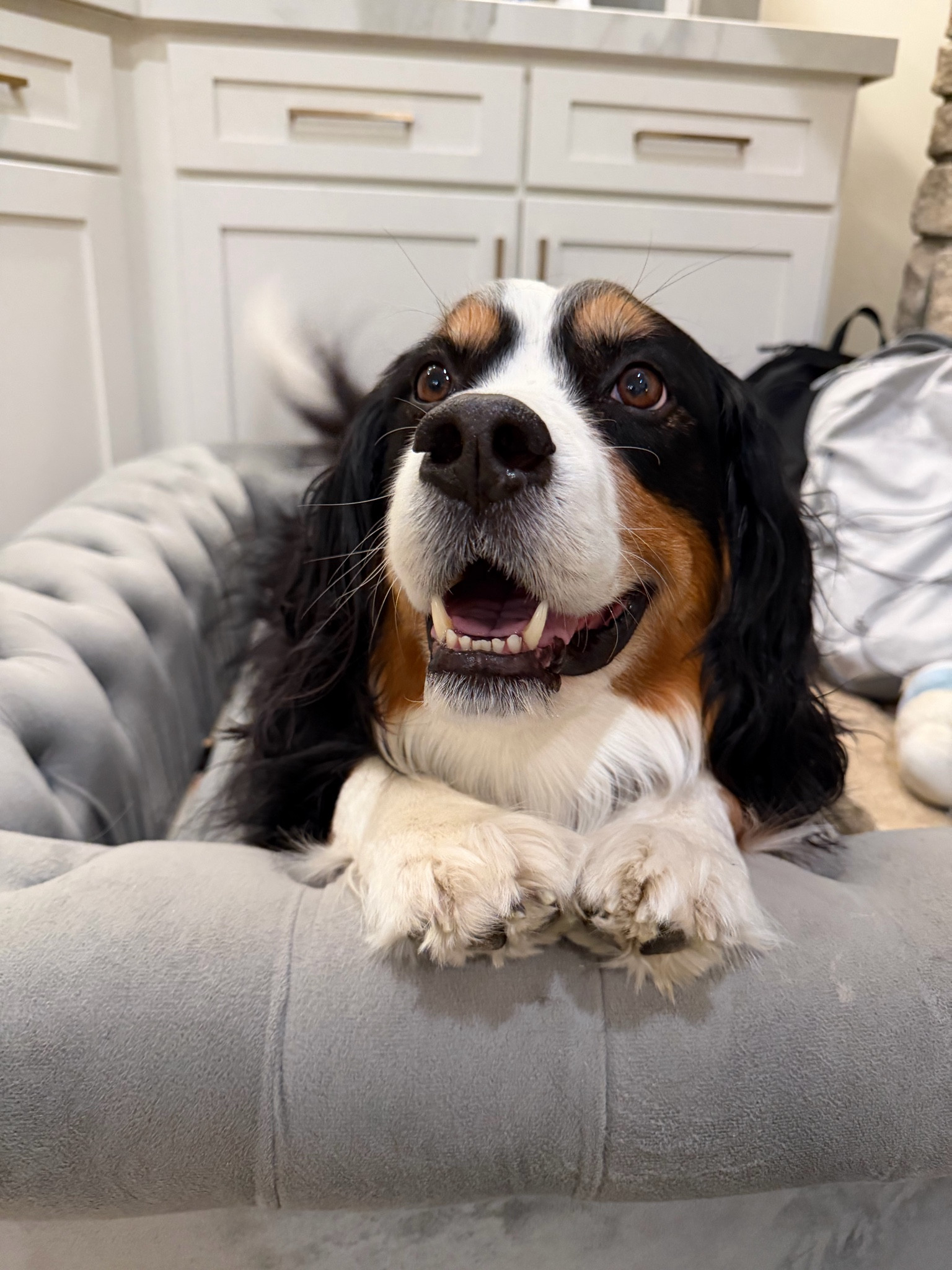 pet faves we love in our house
dog bed, flea and tick treatment 
dog must haves, leash

#LTKHome