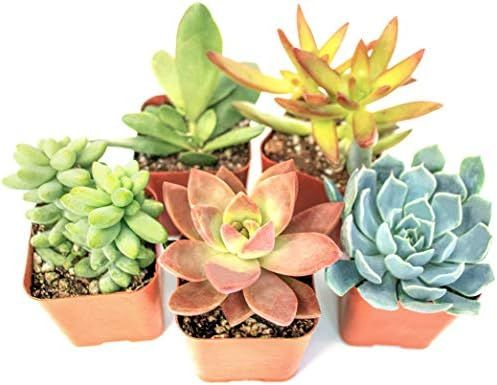 Succulent Plants (5 Pack), Fully Rooted in Planter Pots with Soil - Real Live Potted Succulents /... | Amazon (US)