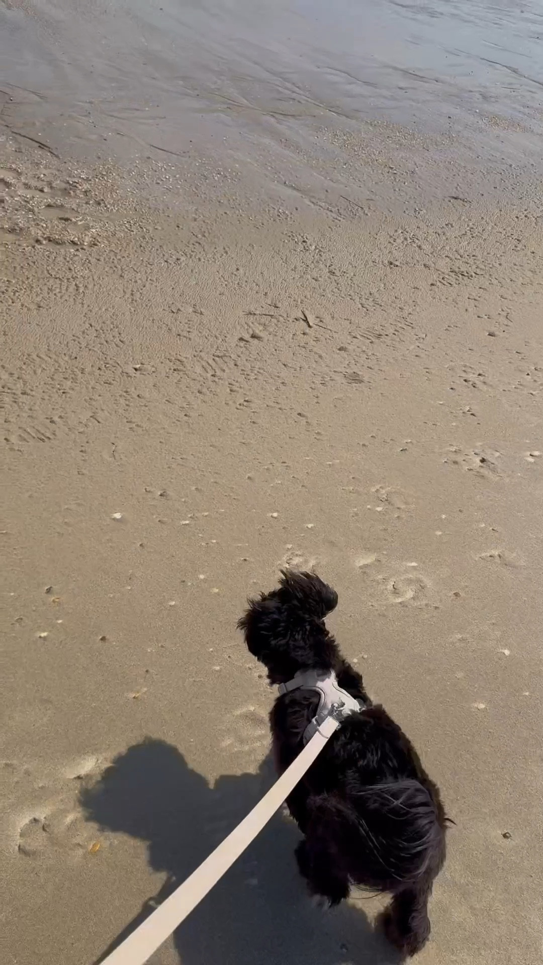 What I packed for a beach weekend with Brooklyn James!

#LTKWatchNow #LTKPets #LTKSeasonal