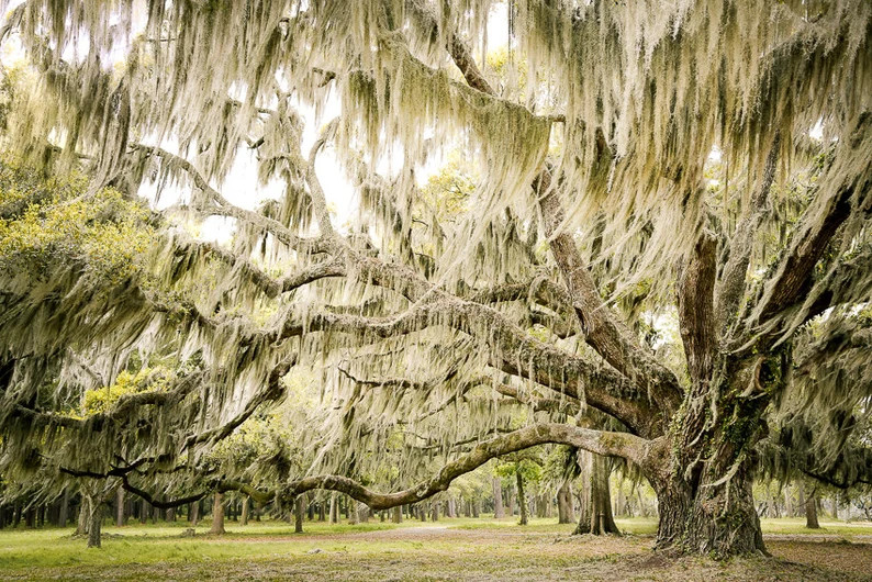 Tree Photography Low Country Landscape Art Live Oak Tree | Etsy | Etsy (US)