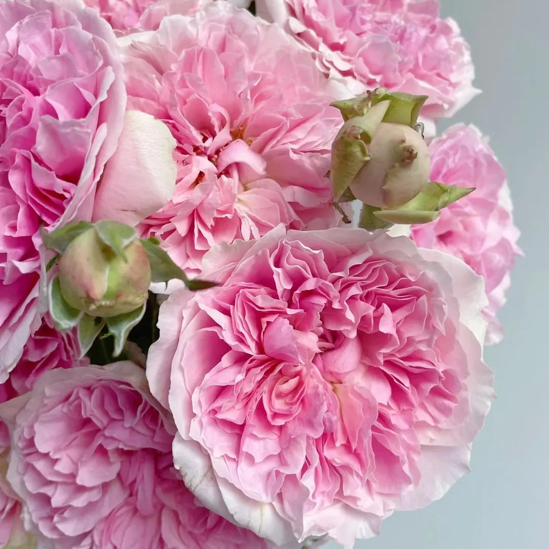 Rose ausimmon. Wedding rose plant. Cut rose. Garden Shrub rose. Own root | Etsy (US)