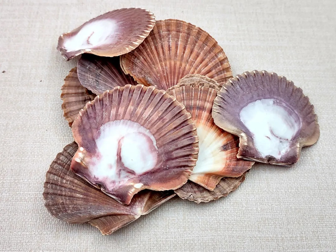 Mexican Flat Scallop Seashells Red Brown Pecten Vogdesi (10 Shells Approx. 2+ Inches) Colorful Sc... | Etsy (Global)