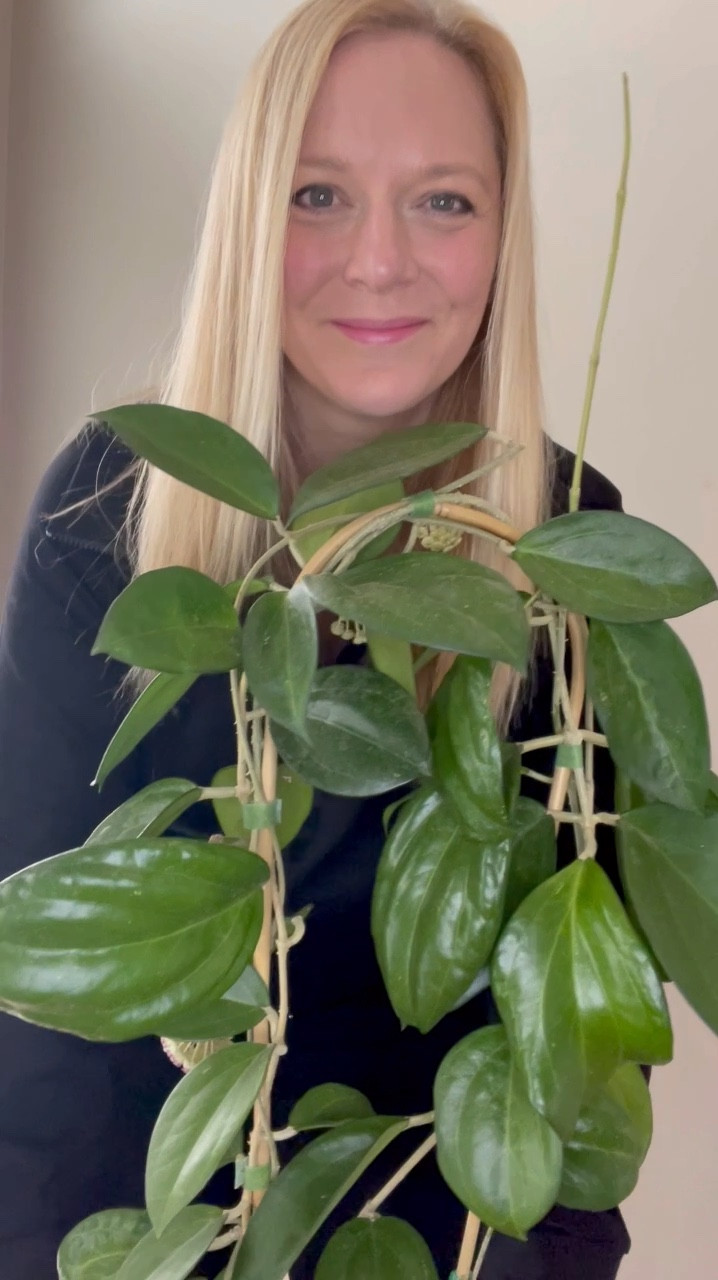 #Patacharawalai023 is also known as #hoyaIcensis. It has huge, bold leaves—some with a pillowy texture, while others are quite flat. The difference is likely due to changes in its environment.

Right now, its blooms are dripping with nectar. Of course, being indoors means no pollinators—but humans can taste it! Hoya nectar is very sweet. Have you ever tried it?

This beauty is also working on two more umbels of flowers. I think they’ll open in a week or two. Should I show you again when they do?

Please note, many of this variety of Hoya are marketed and sold with splash. My particular plant doesn’t have any splash, but I’ve linked some that are splashy too! 

Liz’s personal care experience only…every environment is different:
🪴Light: south window 
🪴Water: when dry
🪴Avg Temp last 30 days: 68F
🪴Relative Humidity last 30 days: 45%
🪴Fussy: not for me
🪴Rate of growth: medium 
🪴Potting Mix: a coco husk mix
🪴Fertilizer: I apply a nutrient-rich fertilizer tailored for Hoyas approximately every other watering when the plant isn’t dormant. It’s packed with essential macro and micronutrients, it’s the best I’ve found for hoyas!
🪴Rooting Method: in my custom coco coir mix in a clear plastic prop box on top of a heat mat, under a strong grow light.
🪴Time In My Care: 3 years 
🪴Would Liz recommend this one: yes

👍follow for more Hoya care tips  

💥clothing set is currently 35% off !

#ilovehoyas #hoyacollector #hoyahead #hoyaappreciation #hoyacollection #plantsmakemehappy #ihavethisthingwithplants #hoya #easilydistractedbyplants #hoyacollection #hoyaheaven #waxplant #houseofhoya #hoyasofinstagram #thehoyacollective #houseplantclub #hoyafanatic #plantstagram #rareplants #plantoftheday #plantsmakepeoplehappy #hoyacaretips #plantcare #planttips #themoreyouknow #plantphotography #plantsinmyhome #plantsinmyspace #tropicalplants 

#LTKHome #LTKFindsUnder100 #LTKFindsUnder50