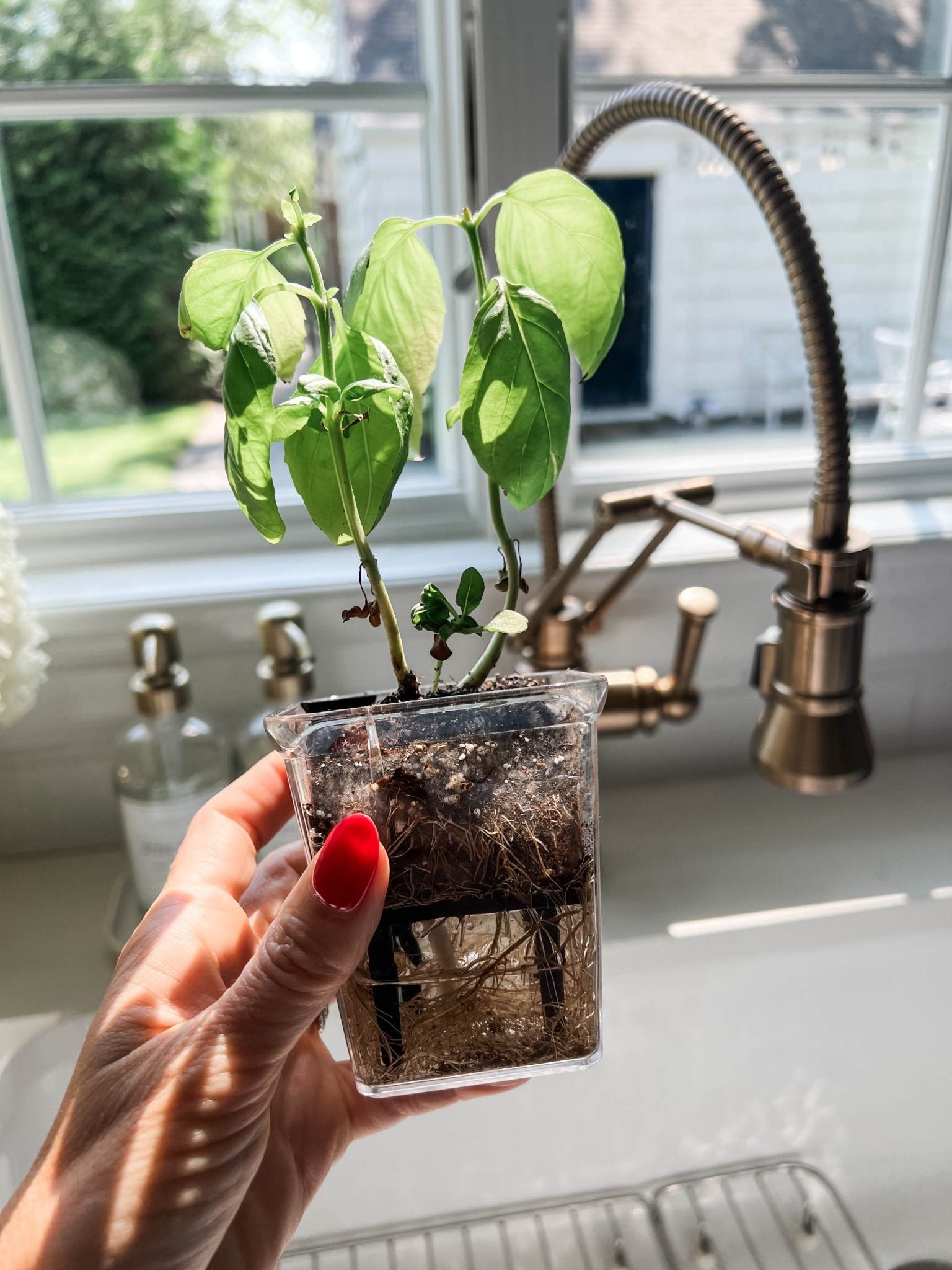 This clear self watering pot is perfect for your herbs! 

#LTKHome