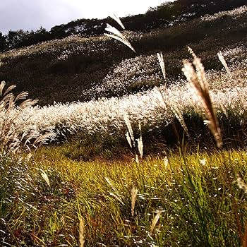 Sigma 35mm F1.4 Art DG HSM Lens for Canon, Black, 3.7 x 3.03 x 3.03 (340101) | Amazon (US)