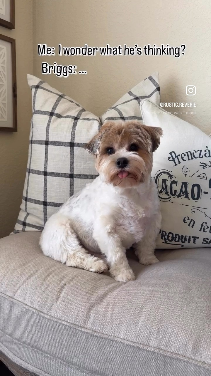 Briggs is working extra hard these days providing emotional support, with a side of cuteness. 🖤 I’m linking some of his favorite things below in case you also have a small bestie. 

parti yorkie BFF cozy cottage french country neutral home decor curated small dog breed duck toys shirts groom shampoo comb amazon creator favorites prime shipping 

#LTKHome #LTKdayinmylife #LTKOver40