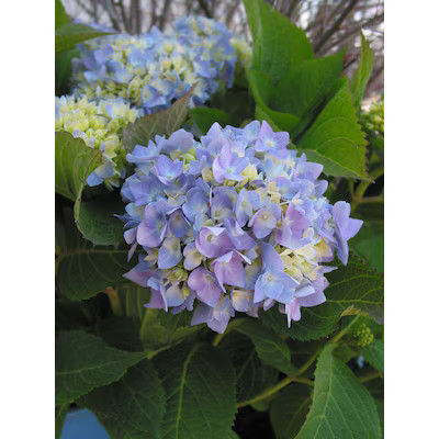 Endless Summer HYDRANGEA SUMMER CRUSH #2 ES | Lowe's