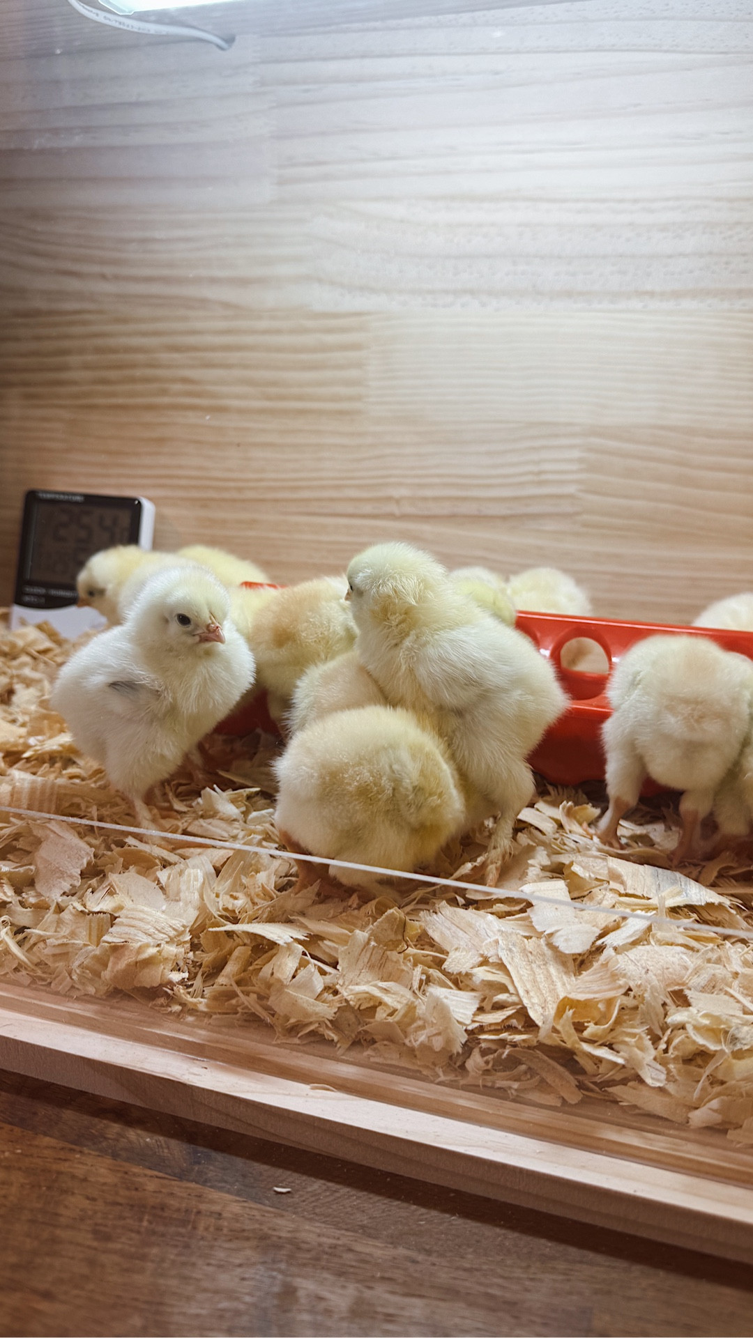 A little setup, a lot of chirping, and the cutest biddies you ever did see 🐣
Welcome home, French Wheaten Marans 🤍

Linking the brooder box!

farmlife, chickens


#LTKstorytime #LTKvlog #LTKdayinmylife