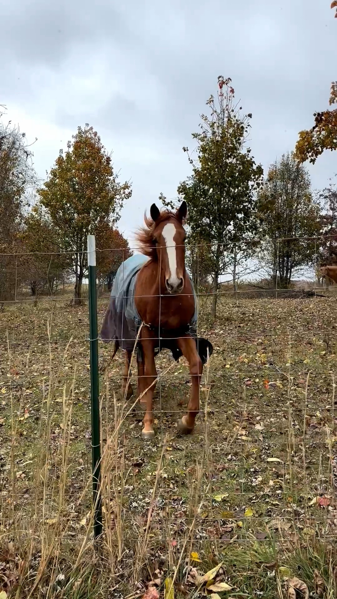 First snow of the season and ol girl is playing so hard she busted part of her blanket off 😂 All wrangler jeans on sale! Plus linking some premonition good hats that are 50% off!

#LTKmomlife #LTKSaleAlert #LTKdayinmylife