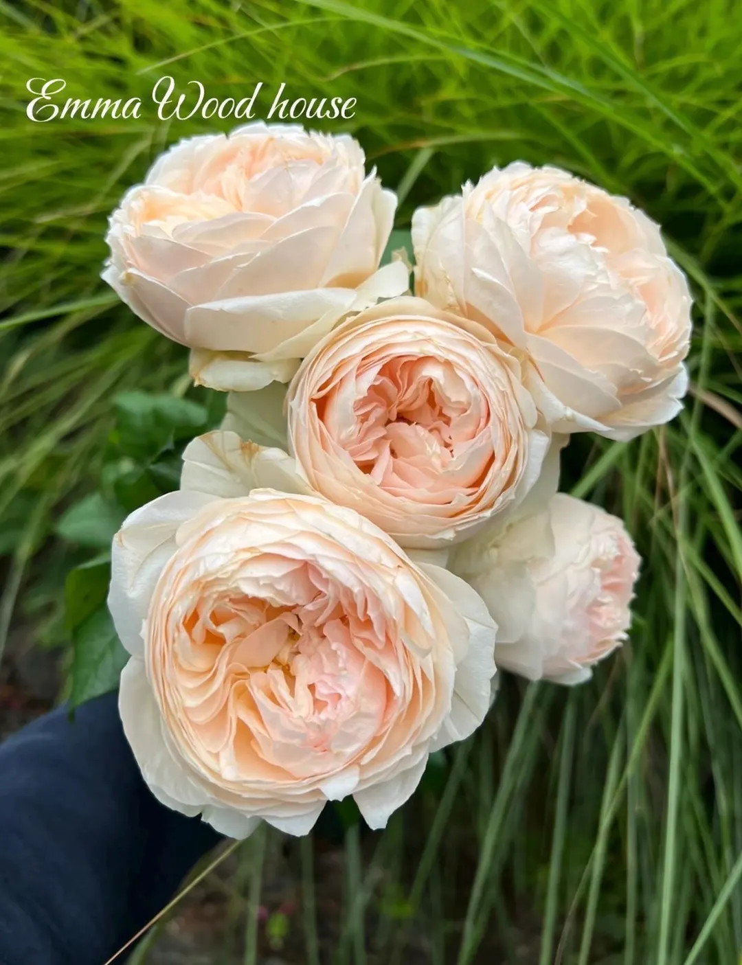 Emma Woodhouse — Rare Rose Live Plant — Creamy Apricot Cup Shape — 2-year-old Own Root Plan... | Etsy (US)