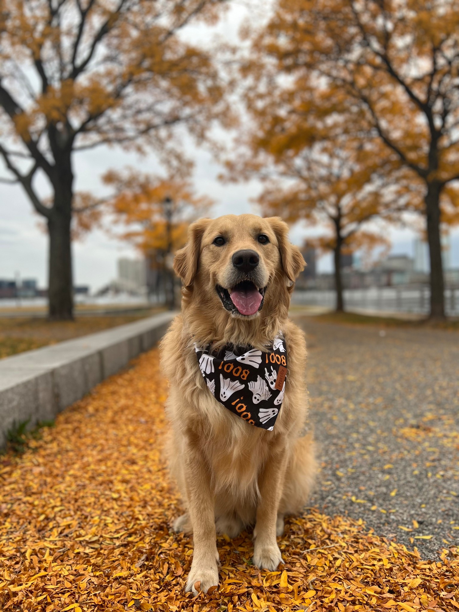 some of my favorite dog bandanas from amazon! 

#LTKPets
