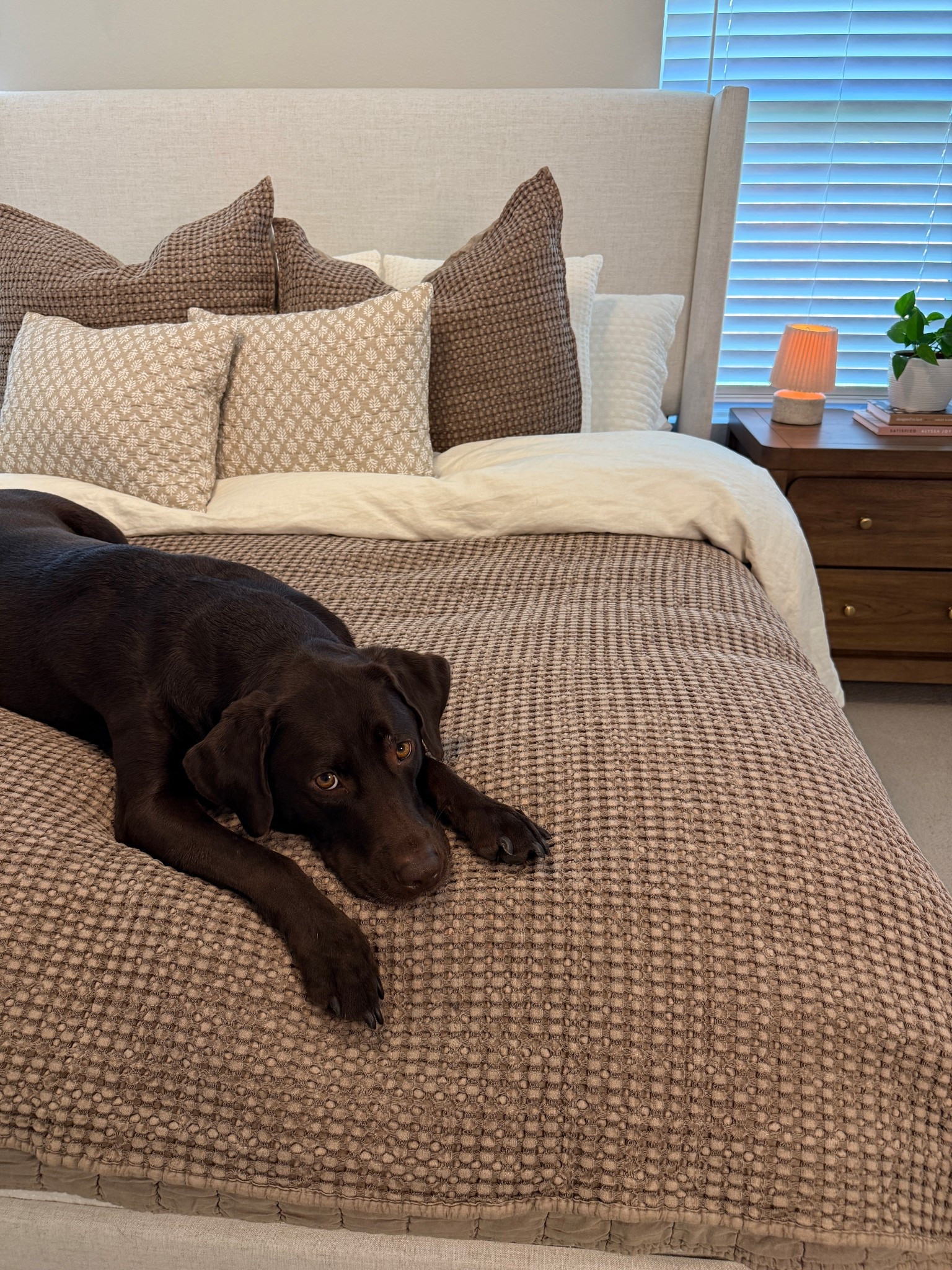 Hallie approves of the new fall bedding 🍂🐾 I absolutely love this waffle quilt! 

#LTKFamily #LTKHome #LTKSeasonal