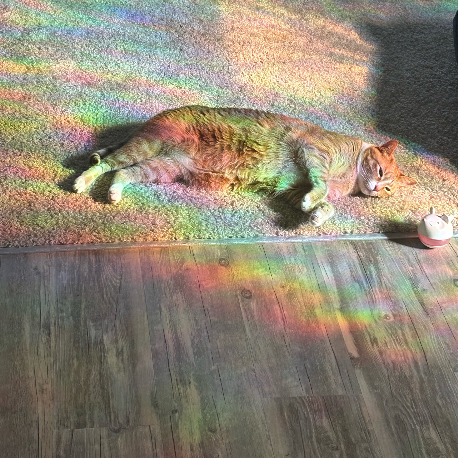 My home always feels magical with this rainbow privacy film #amazon 

#LTKGiftGuide #LTKhome #LTKfamily