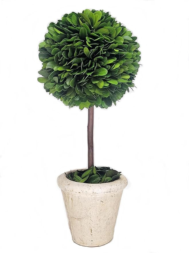 Tradingsmith Preserved Boxwood Singel Ball Topiary 12" | Amazon (US)