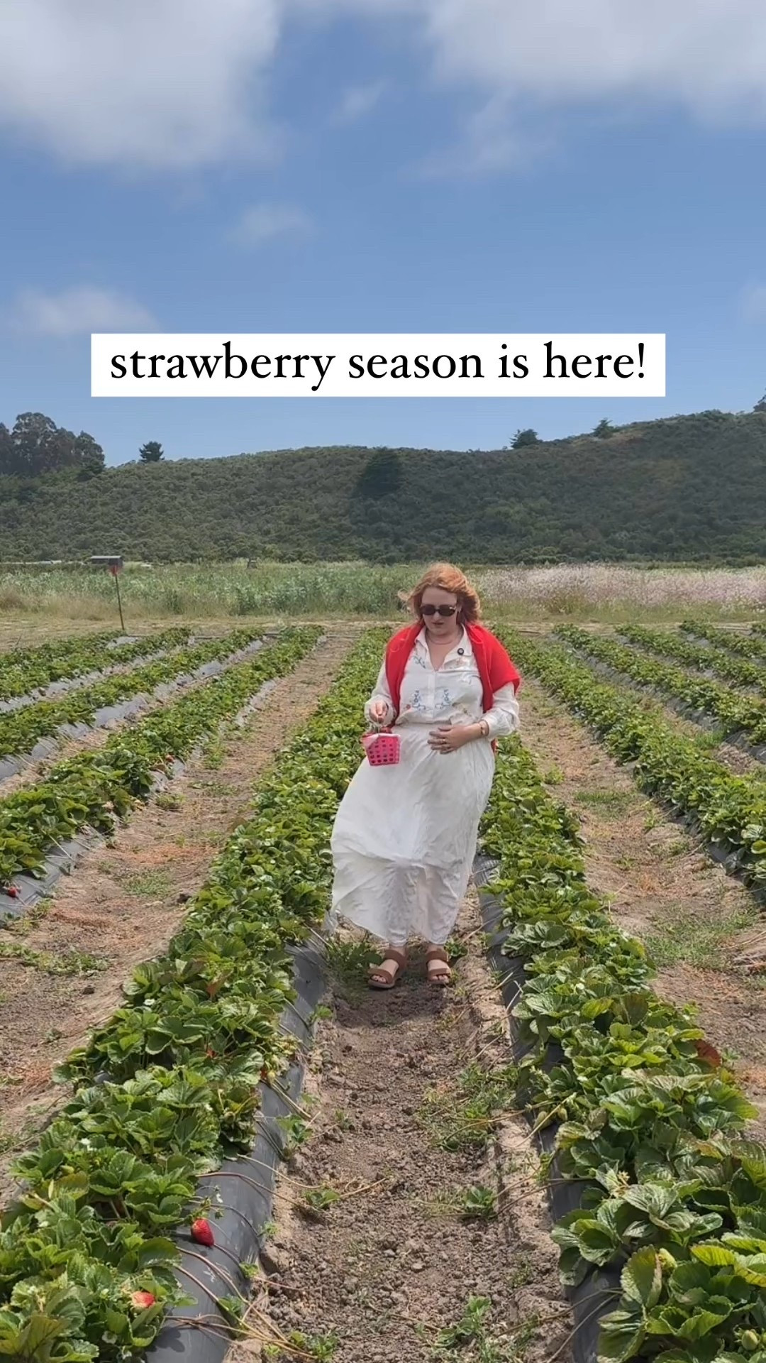 When strawberry picking in California today, we love going down Highway 1 there's a lot of strawberry farms with you pics I wore a white skirt from Amazon with pockets, a button up shirt, paired with a sezane knit that's red like a strawberry #strawberry #california #hwy1 #curvy #size14 

#LTKFindsUnder100 #LTKSummerEdit #LTKMidsize