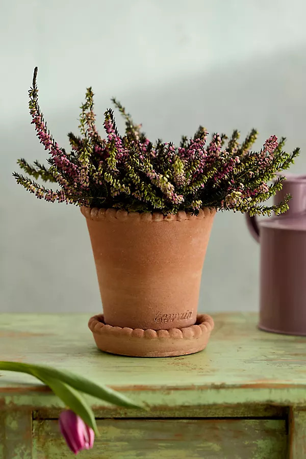 Beaded Rim Galestro Pot + Saucer Set | Anthropologie (US)