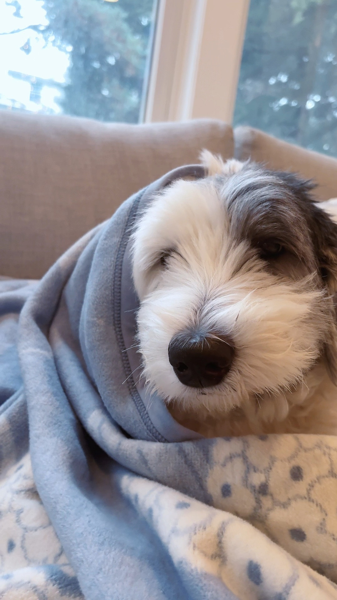 This is your sign to get a ChappyWrap aka the best blanket ever 

#LTKSaleAlert #LTKHome #LTKWatchNow