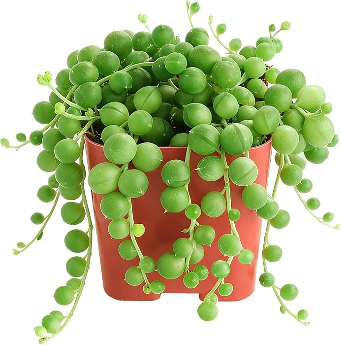 Sprout N Green String of Pearls, Live Succulent Fully Rooted in 2" Pot, Trailing Plant for Home O... | Amazon (US)