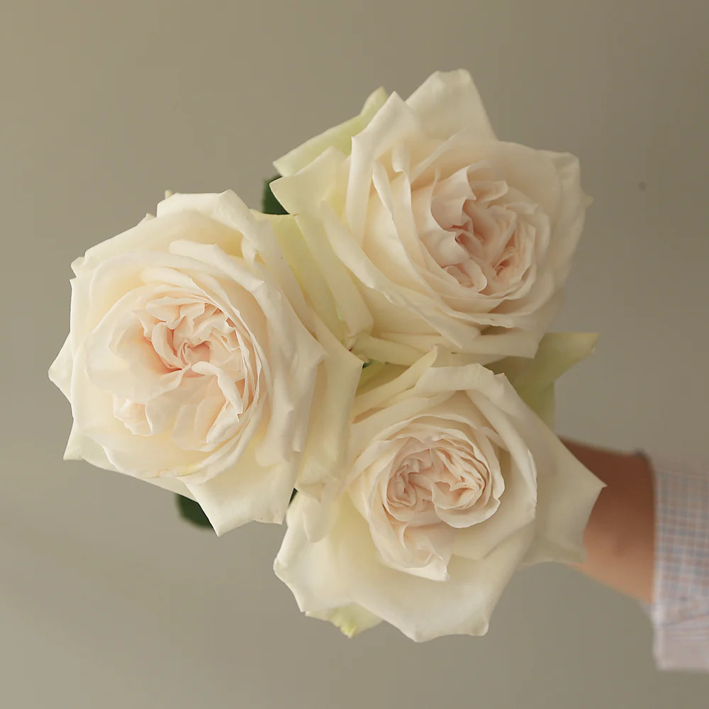 Buy White O'Hara Roses: Elegance & Fragrance | Rosaholics