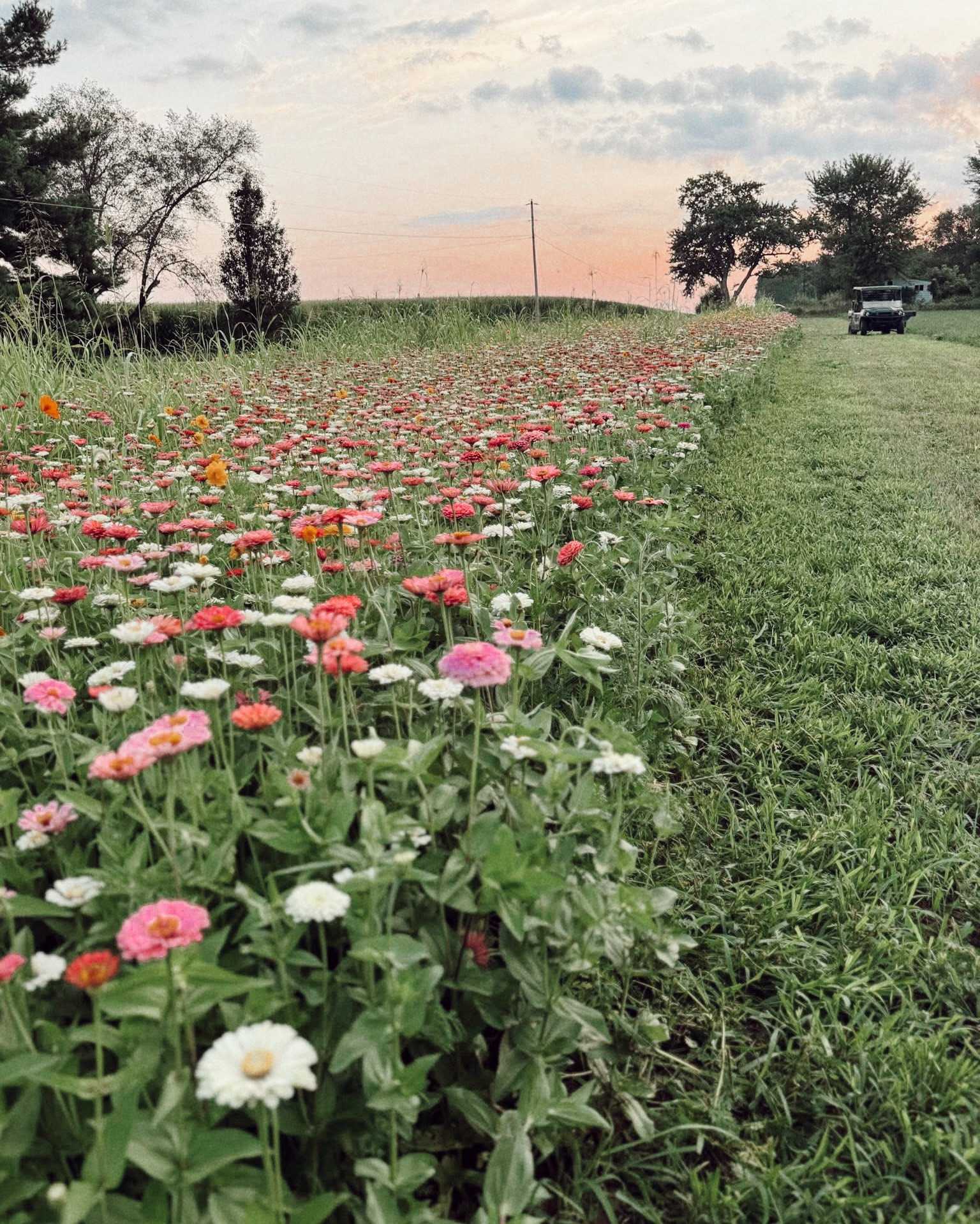 Zinnia field 🌻🌸🌼🪷🌷🪻