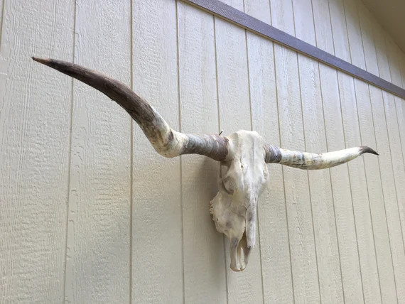 Pretty Longhorn steer skull head with 5 feet 8" inch wide TOTAL horn spread, cow horns bull authe... | Etsy (US)