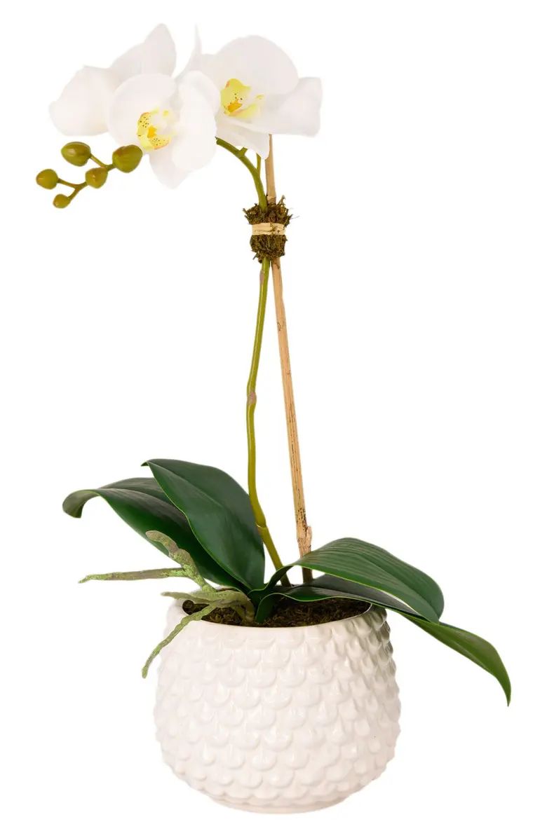 Pearl Orchid Planter Decoration | Nordstrom