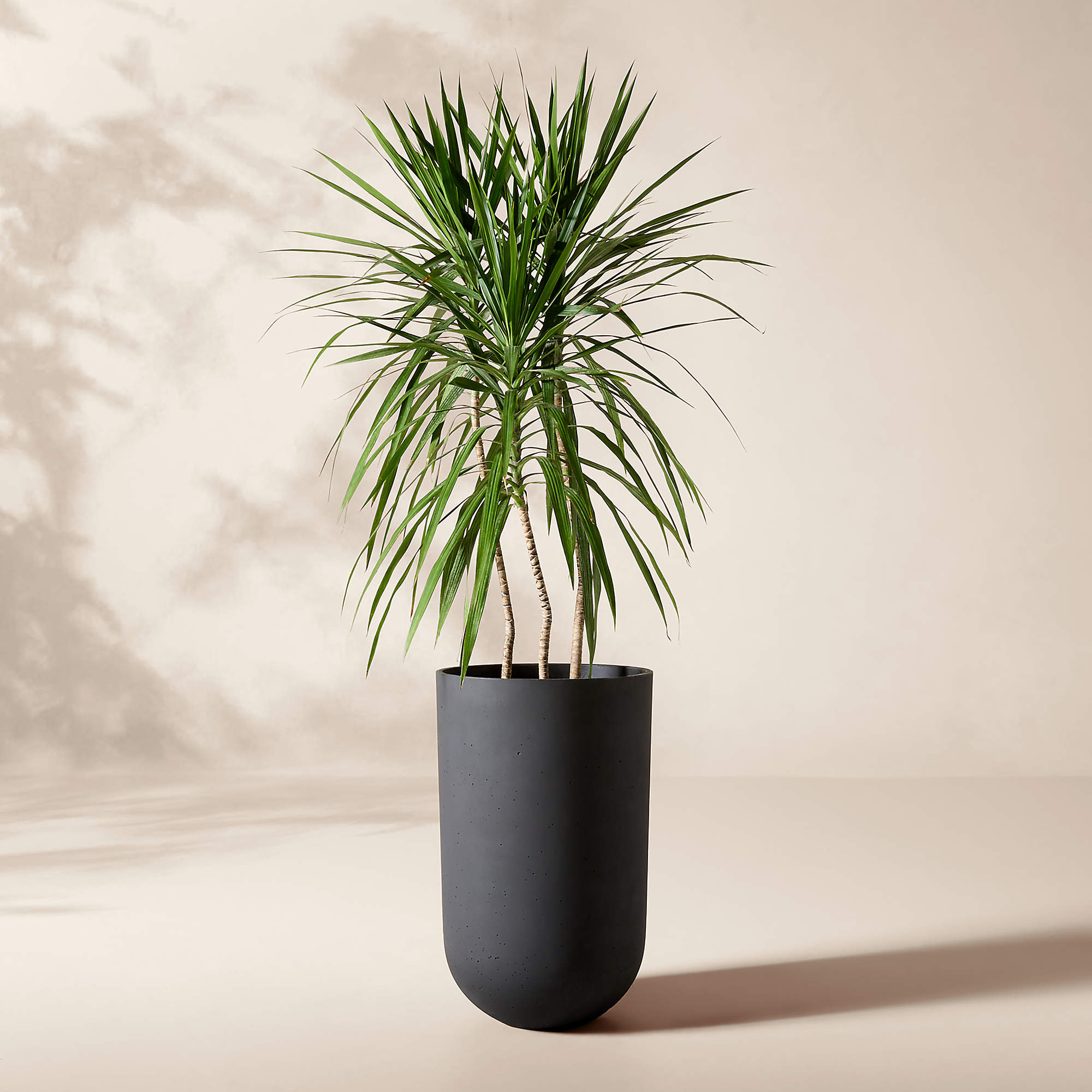 Seminyak Black Cement Indoor/Outdoor XL Planter 31.5"H + Reviews | CB2 | CB2