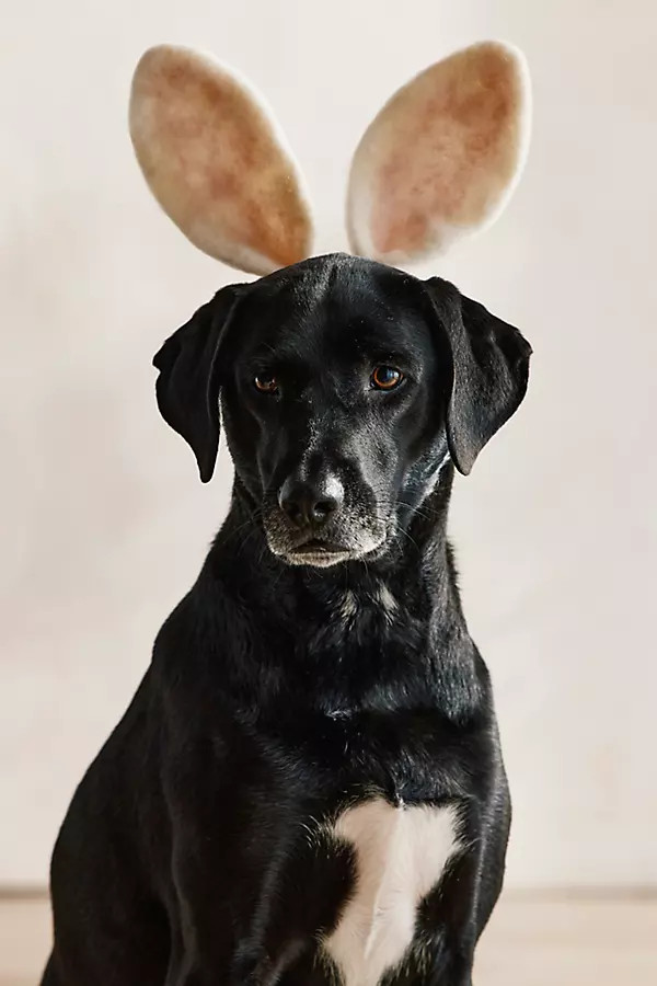 Felt Bunny Ears | Anthropologie (US)