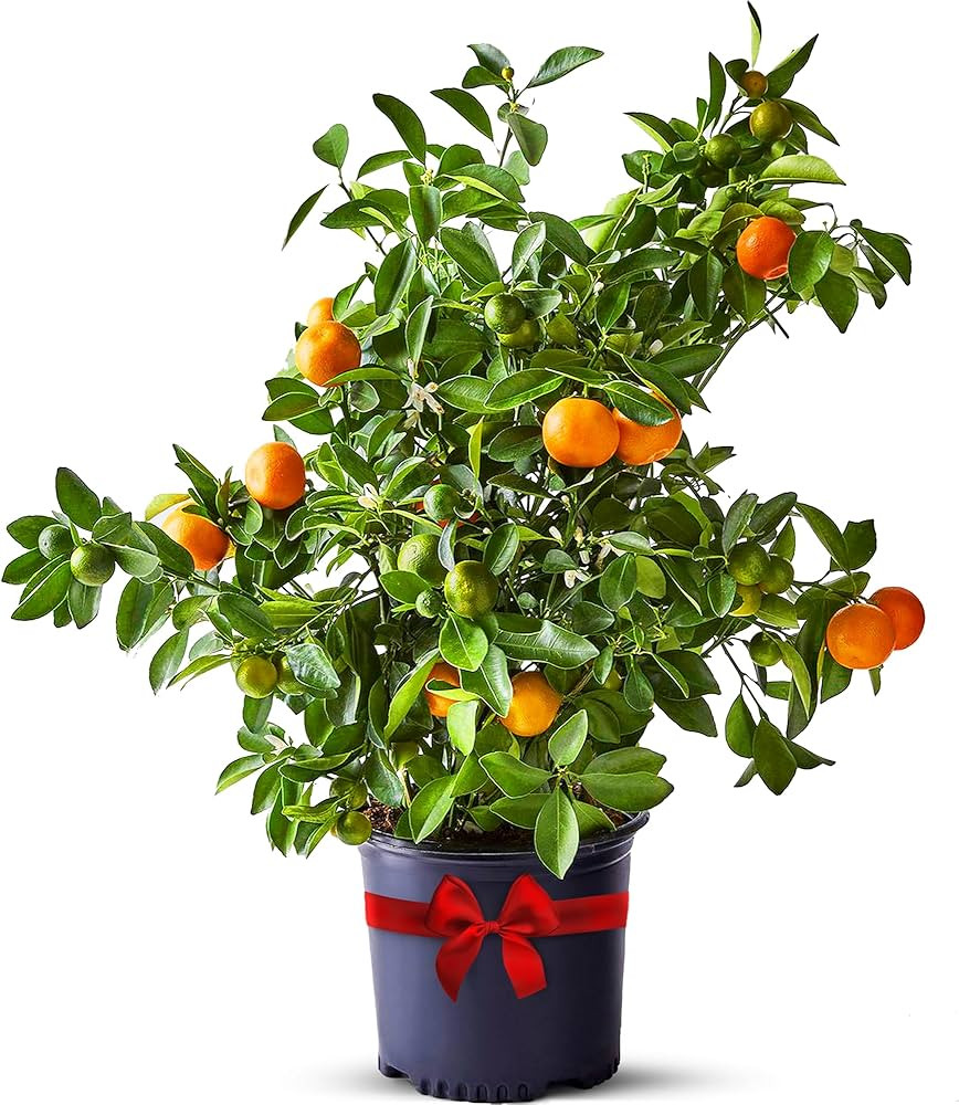 Calamondin Tree Live Plants Outdoor Plant 13" - 22" Tall Dwarf Indoor Fruit Trees Live Plants Can... | Amazon (US)