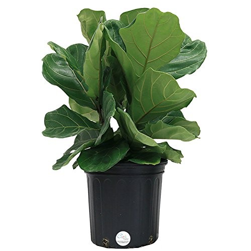 Costa Farms Ficus Pandurata Fiddle-Leaf Fig Live Indoor Floor Plant in 8.75-Inch Grower Pot | Amazon (US)