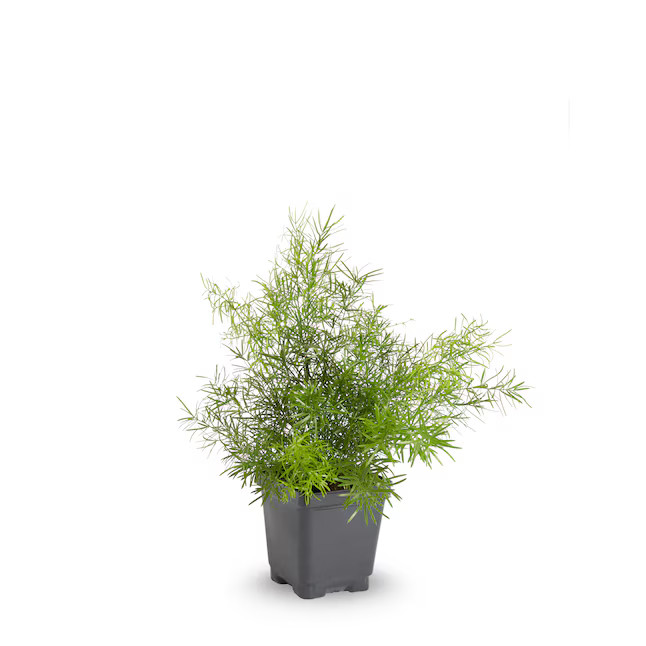 Lowe's White Asparagus Fern in 1-Pint Pot | Lowe's